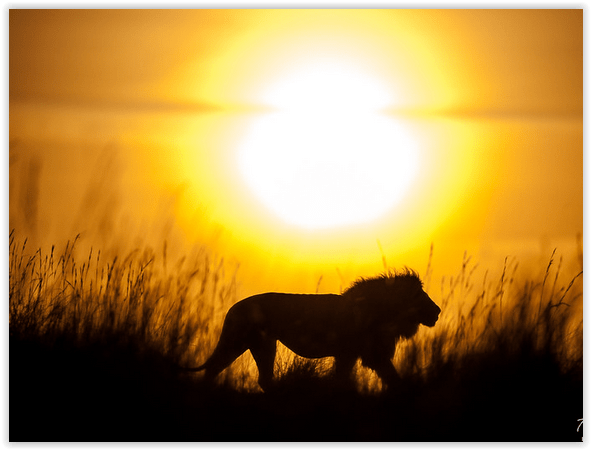 The Gate of the&nbsp;Lion